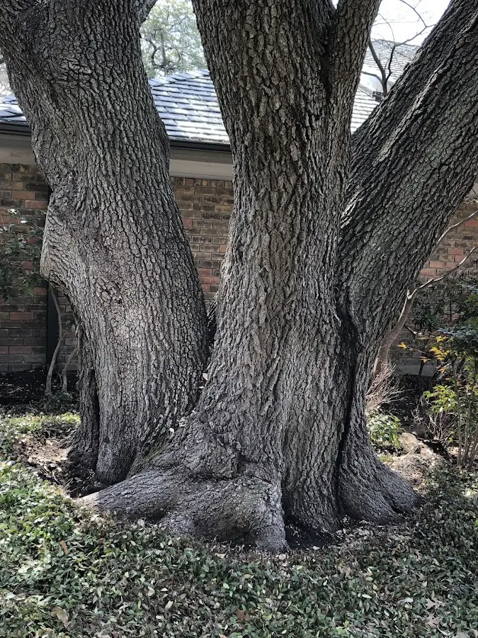 Mature heritage tree close to a Collbran property cared for by certified arborists